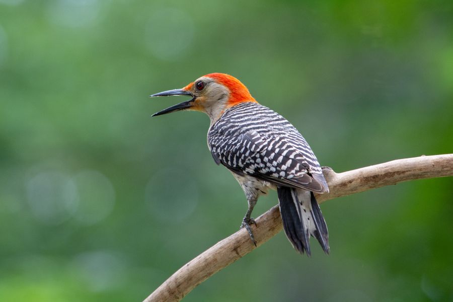 Red-bellied Woodpecker